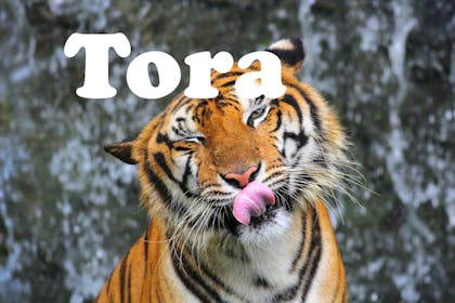 Animal baby names - Tora