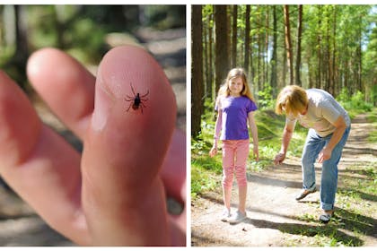 Tick on finger / mum checks child for ticks and sprays insect repellent
