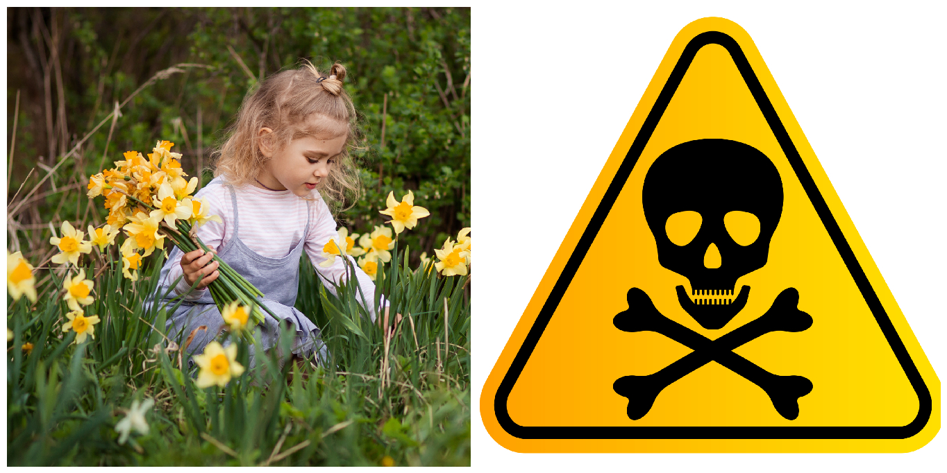 Council bans daffodils over fear of kids eating them Netmums