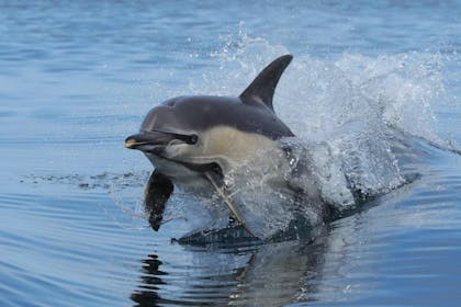WDC Scottish Dolphin Centre