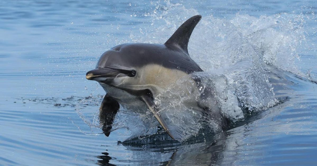 What will this year’s little black rabbits be like? 26. Travel through time at the Ulster Museum in Belfast - Places to