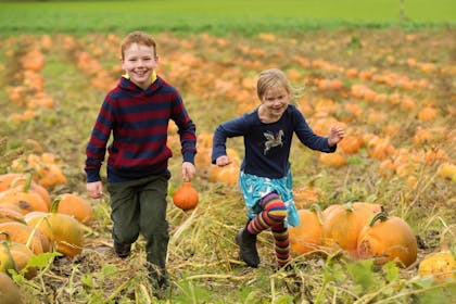 Pumpkin picking at Arnprior Farm, Stirlingshire