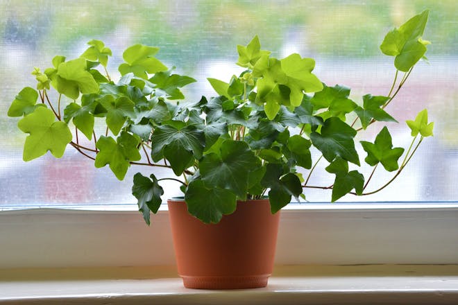 English Ivy houseplant