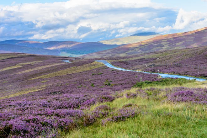 Heather-covered hill in Scotland