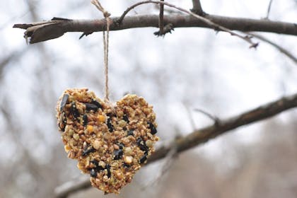 heart bird feeder