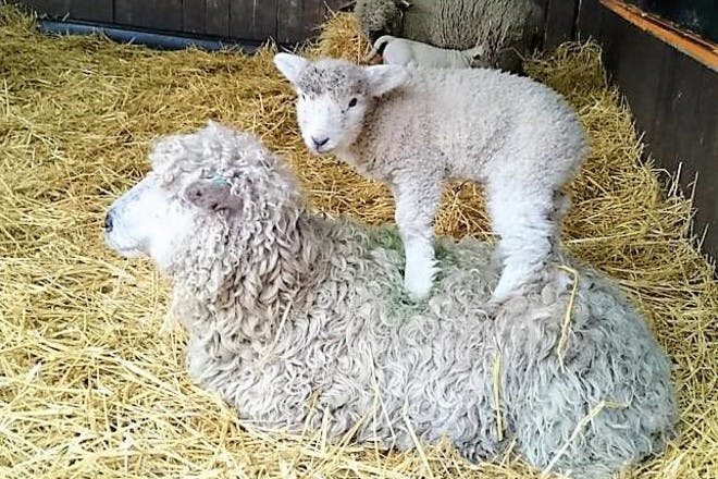 sheep with lamb at tweddle children's farm