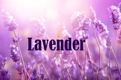 13. Lavender