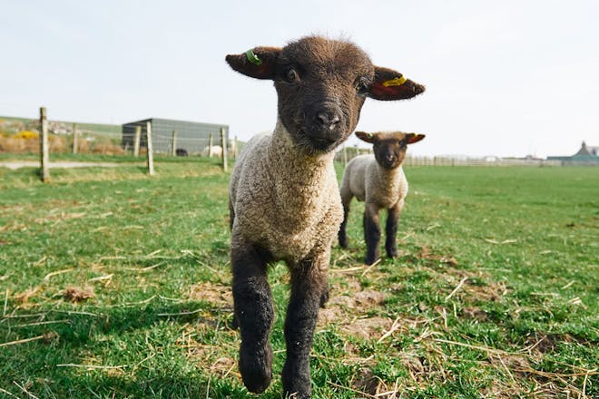 Meet friendly faces at Doonies Rare Breeds Farm, Aberdeen