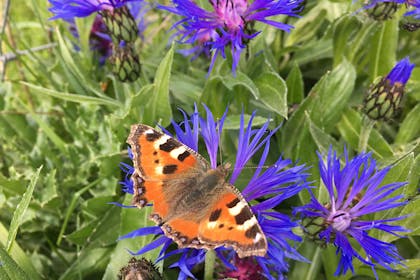 A red admiral butterfly on wildflowers