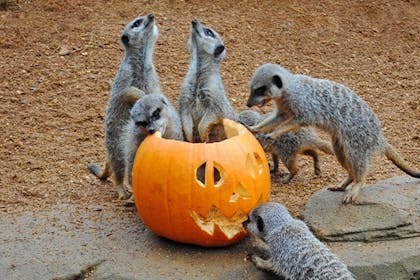 Meercats explore a pumpkin at Colchester Zoo