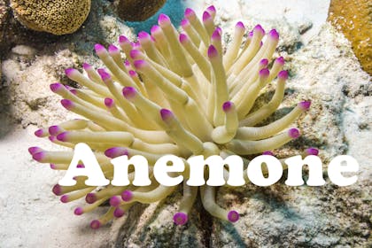 Animal baby names - Anemone