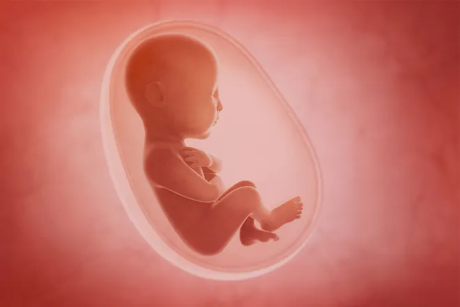 How Baby Grows In The Womb 0 To 9 Months Journey Youtube