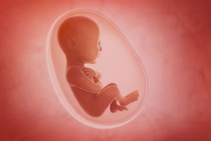 An illustration of a baby in the womb