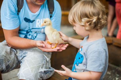 Toddler petting duckling at zoo