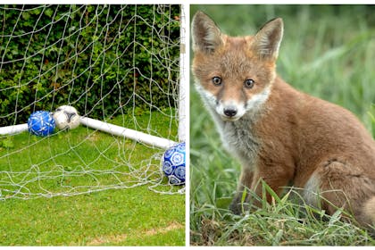 football goal and fox