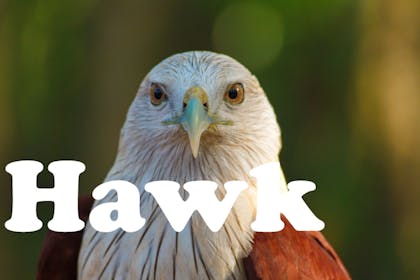 Animal baby names - Hawk