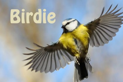 Animal baby names - Birdie