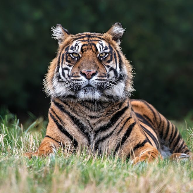 A gorgeous tiger at West Midland Safari Park