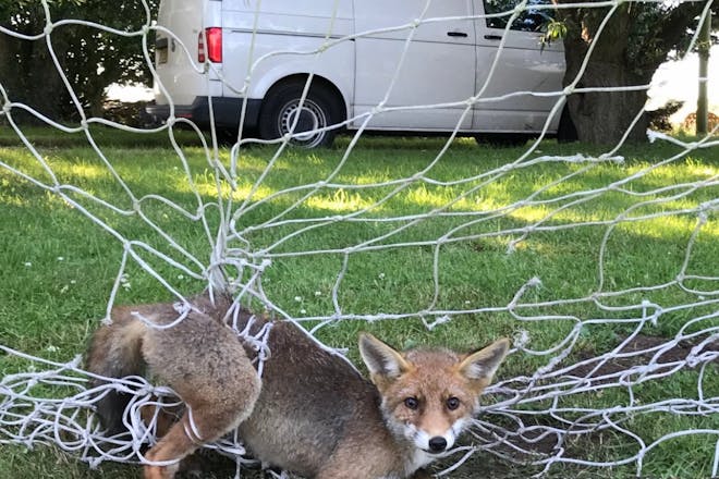 The RSPCA attend to a fox trapped in sports' netting
