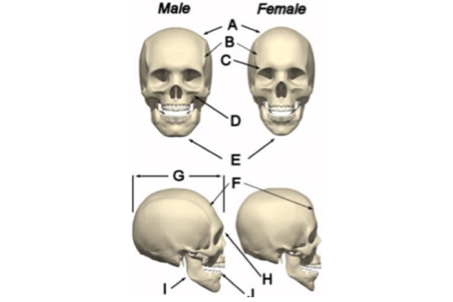 Male and female skulls to show skull theory