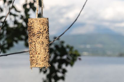 Bird feeder made out of an old toilet roll and seeds