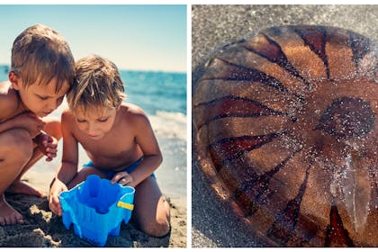 Boys playing on beach | Compass jellyfish
