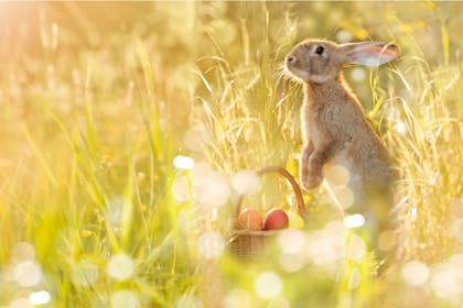 Easter bunny hiding basket of eggs in grass