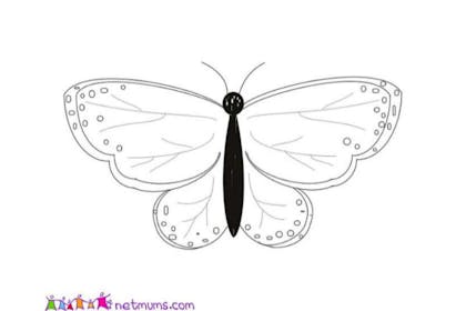 moth butterfly