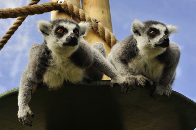 Lemurs at Drusilla's Park