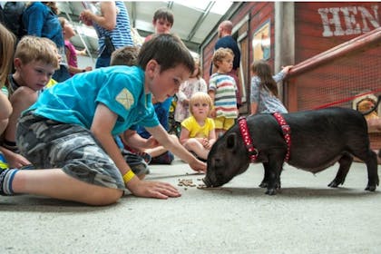 28. Folly Farm Adventure Park and Zoo, Pembrokeshire