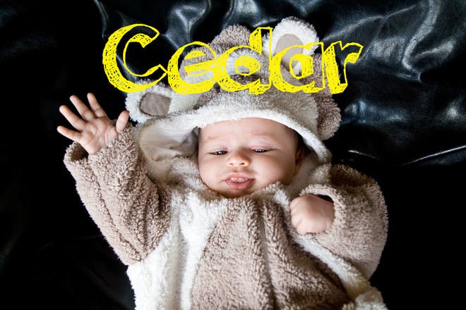 Baby name Cedar