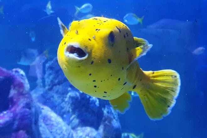 See gorgeous creatures at Tynemouth Aquarium