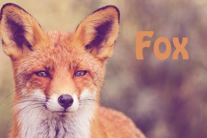 Animal baby names - Fox