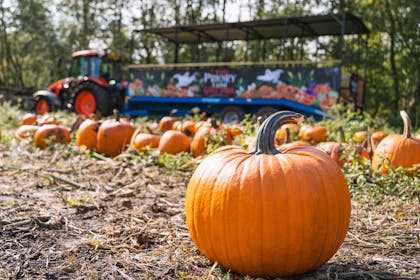 Pick-Your-Own Pumpkins and Tractor Rides at Priory Farm