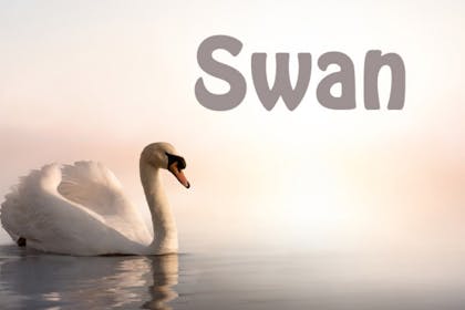 Animal baby names - Swan