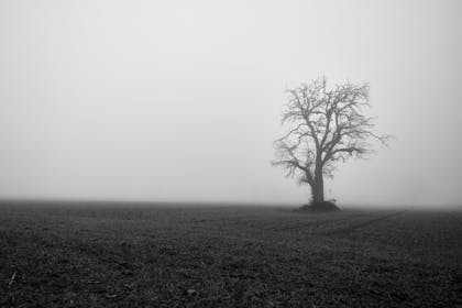 A lone tree in a foggy field 