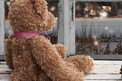 teddy bear looking out window