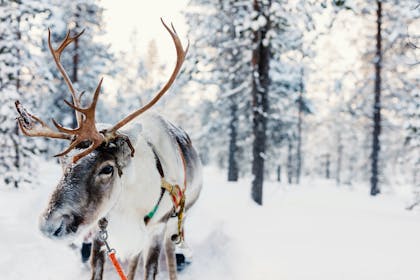 Reindeer standing in snowy forest