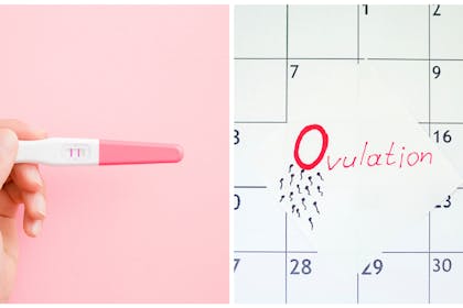 pregnancy test and ovulation calendar