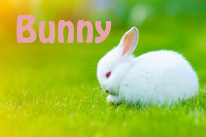 Animal baby names - Bunny