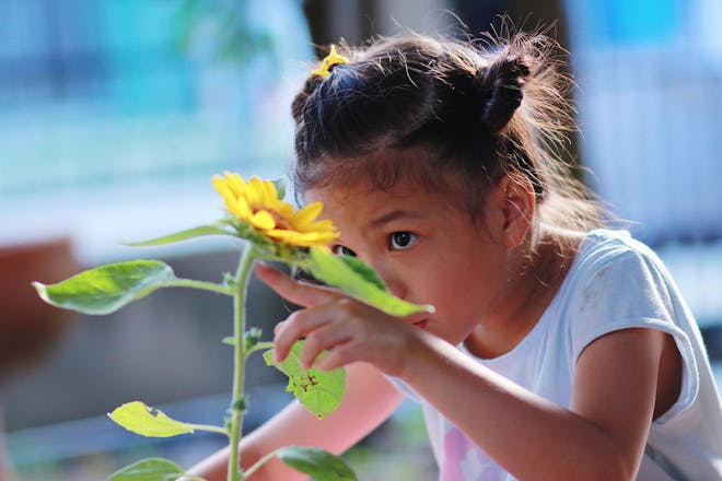 Little girl growing a sunflower in her garden