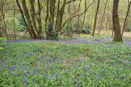 Bluebells at Oakwell Hall Country Park
