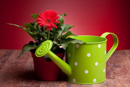 Watering can and plant