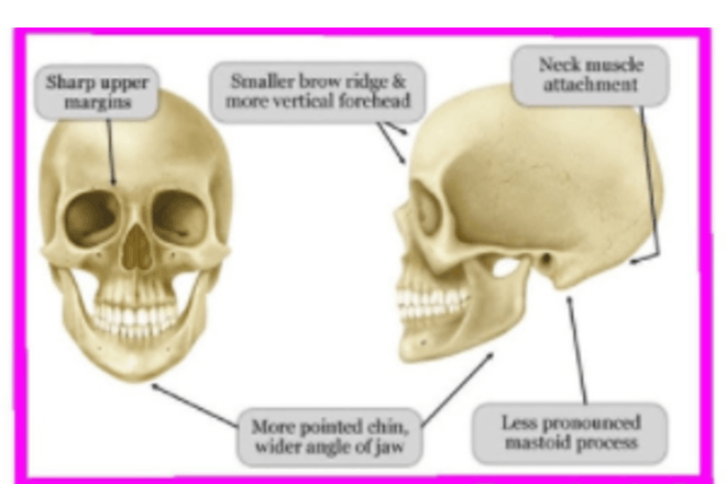 Girl skull theory example