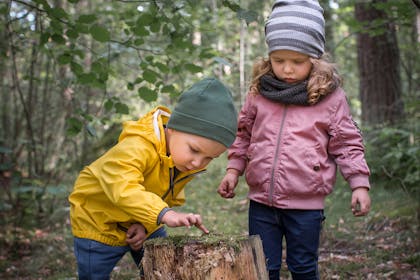Two young kids looking at tree stump