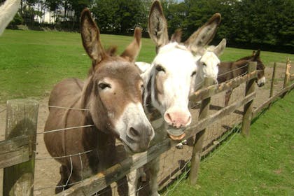Tamar Valley Donkey Park, Cornwall