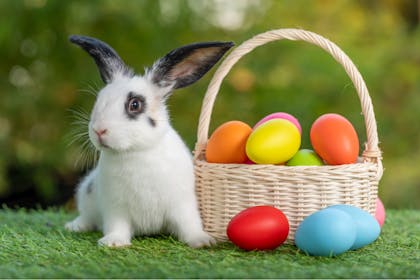 Cute Easter bunny sits next to basket of painted eggs