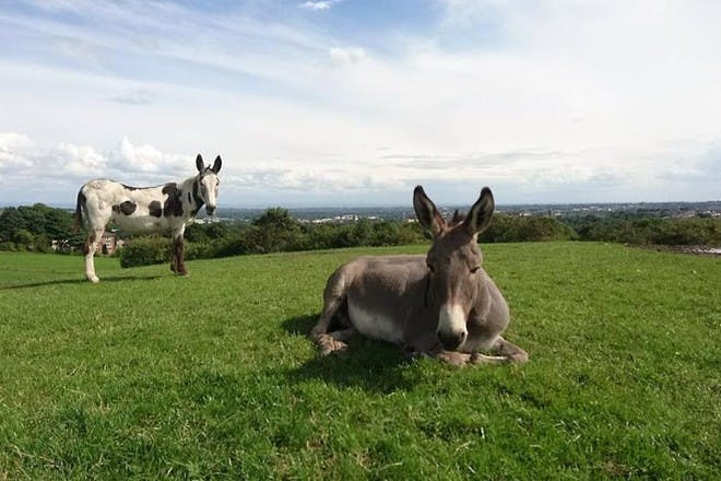 donkeys at Smithills Open Farm