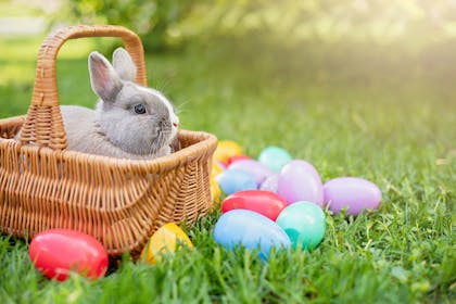 Easter bunny in basket with Easter eggs