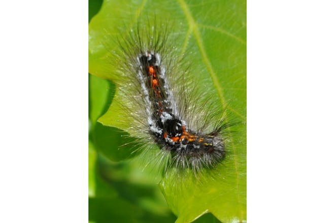Brown tail caterpillar on leaf